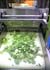 Cutting cabbage