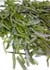 Fresh seaweed cutting 